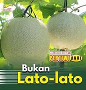 Bibit Melon Pertiwi