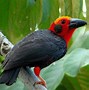 Burung Langka Di Kalimantan Selatan